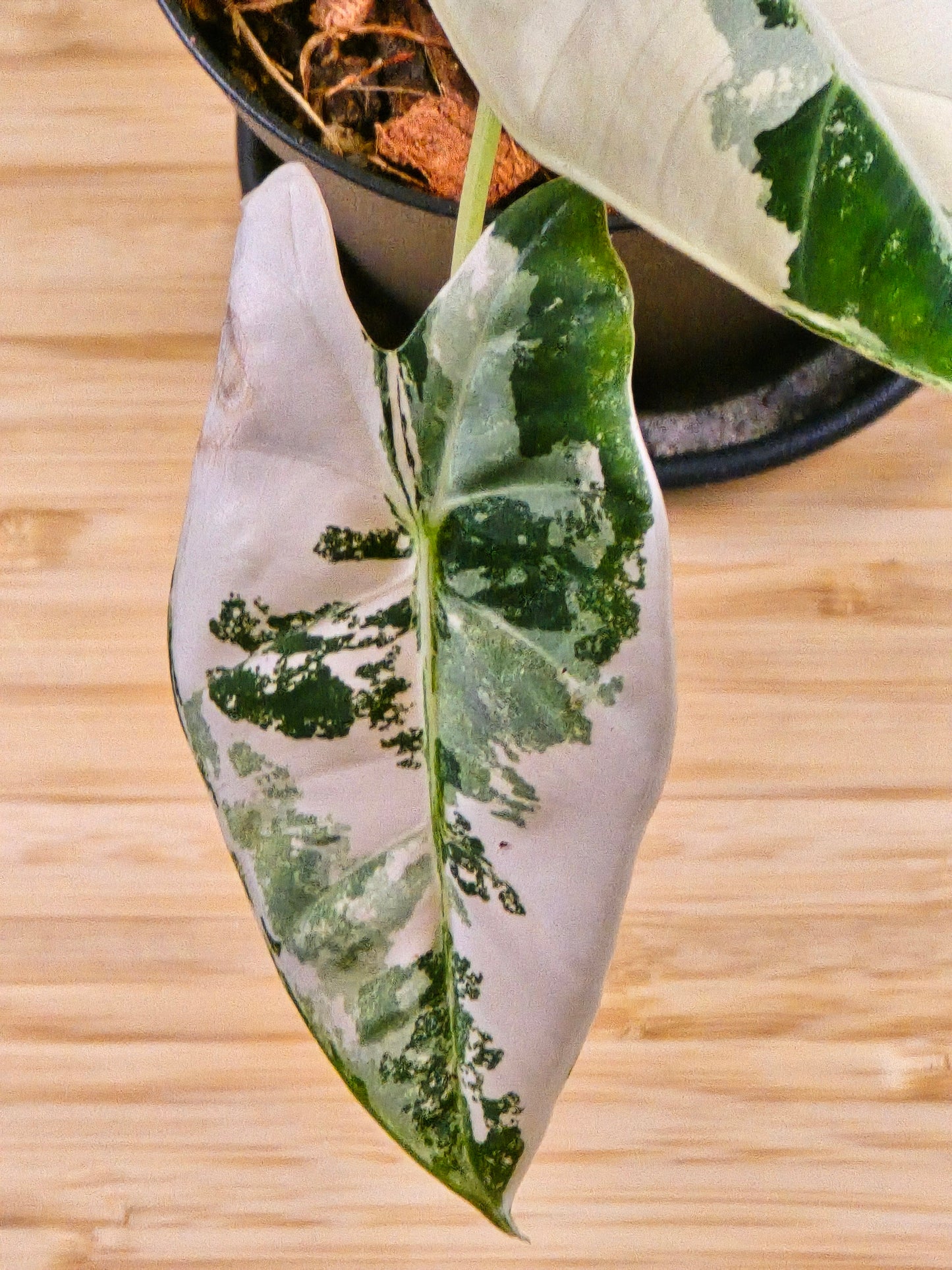 Alocasia Frydek Variegated #282