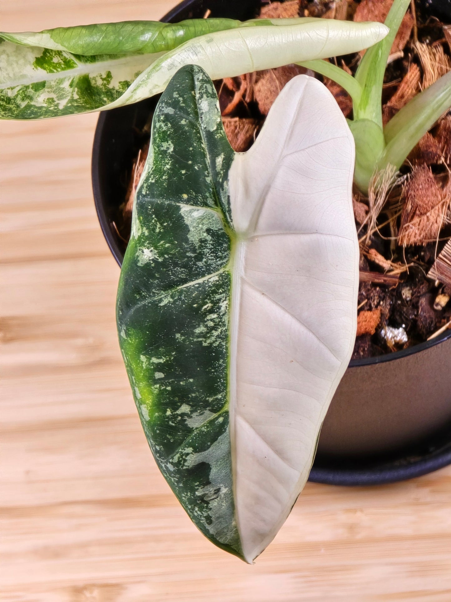 Alocasia Frydek Variegated #282