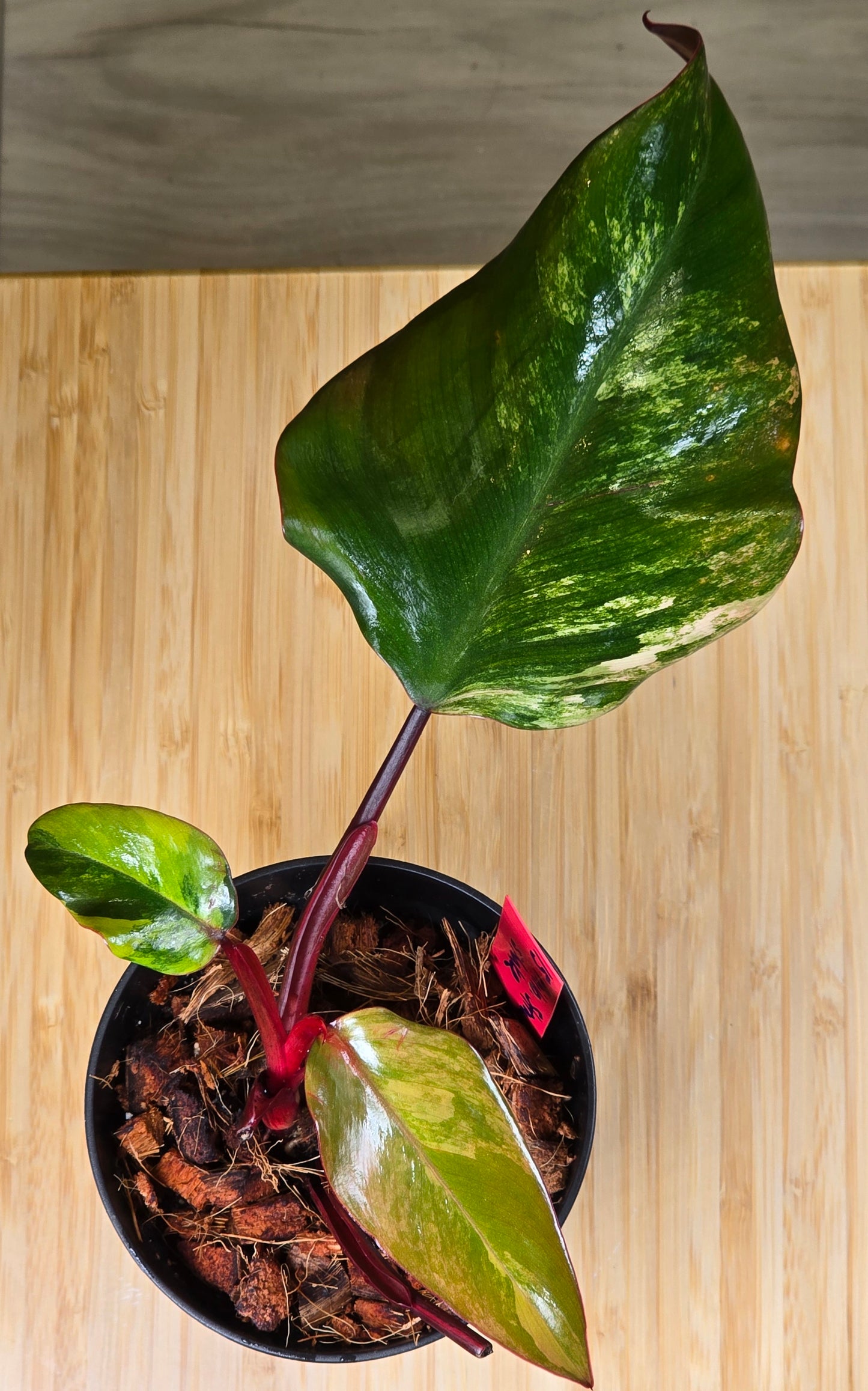 Philodendron Strawberry Shake #15