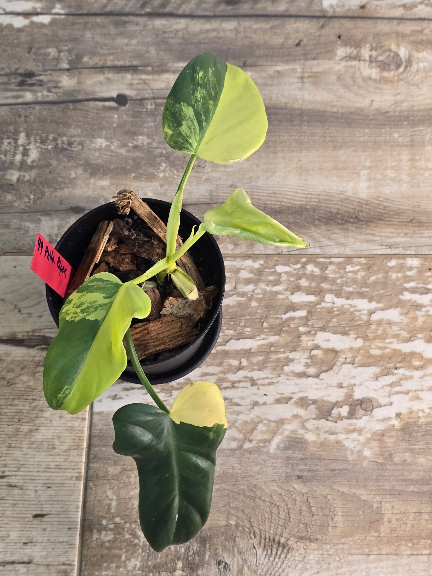 Philodendron Bipennifolium (Violin) Variegated #49