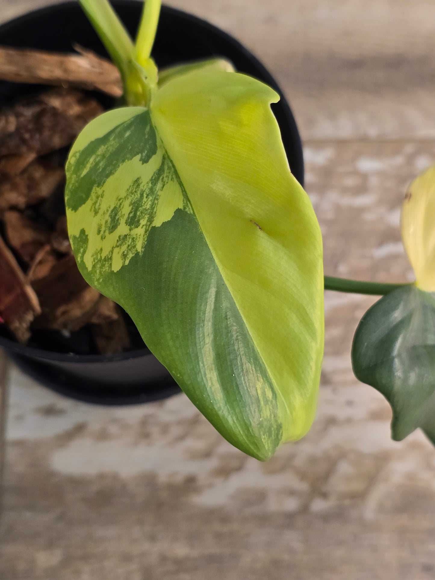 Philodendron Bipennifolium (Violin) Variegated #49