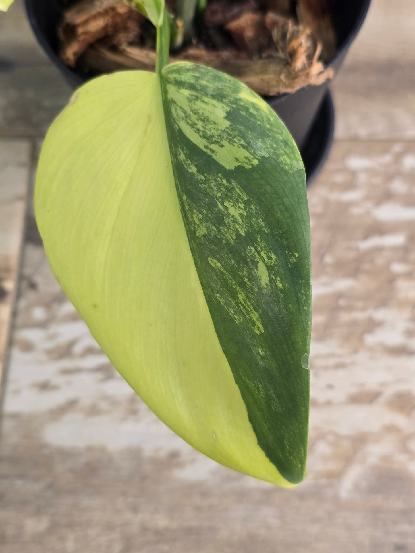 Philodendron Bipennifolium (Violin) Variegated #49