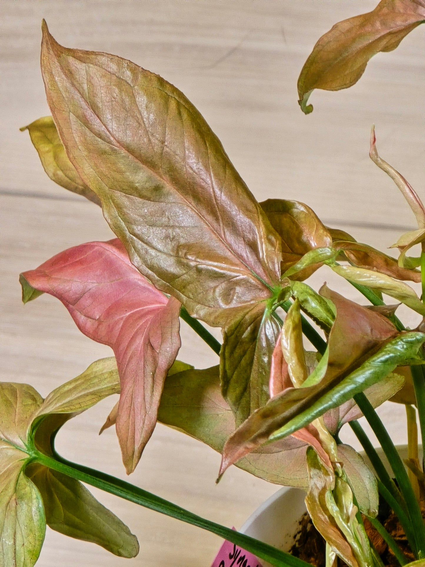 Syngonium Pink Perfection (Full Plant)