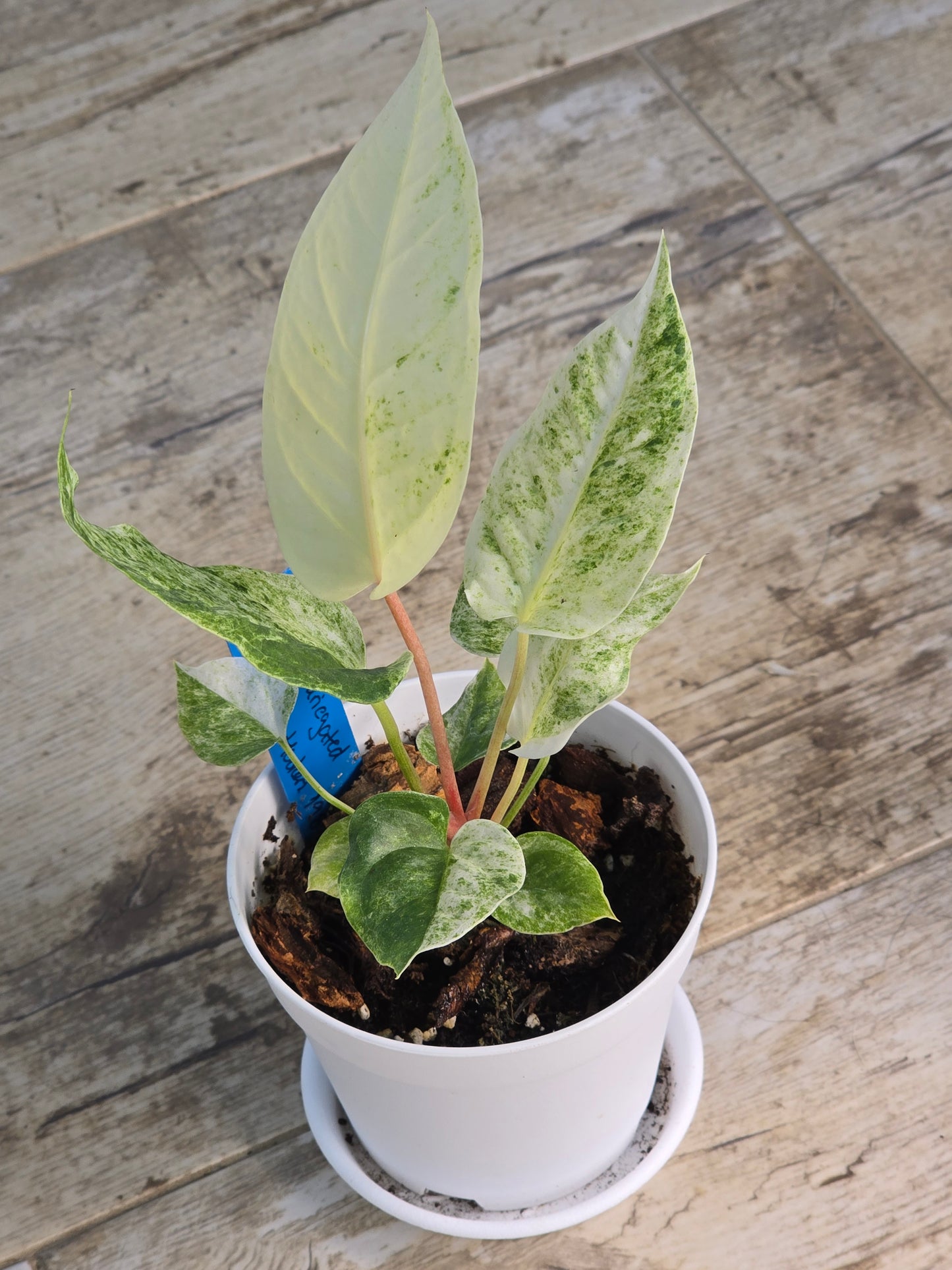 Anthurium Hookeri Variegated #198