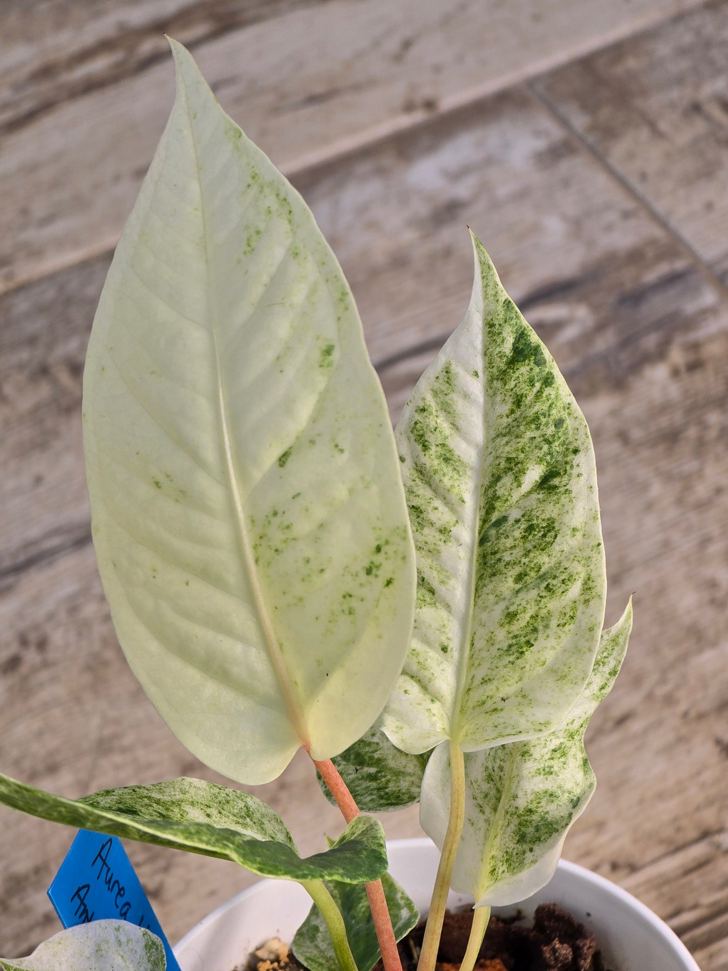 Anthurium Hookeri Variegated #198