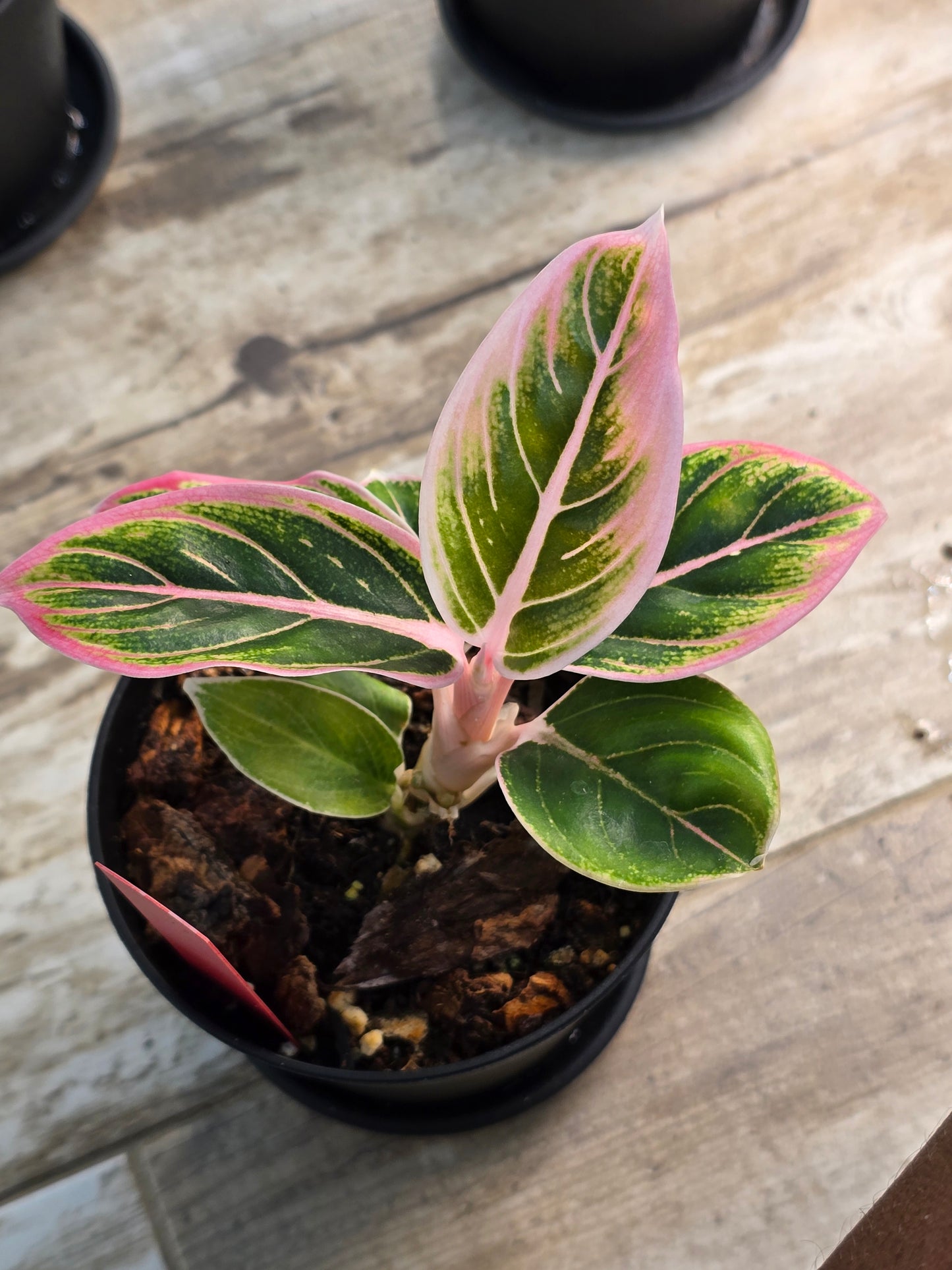 Aglaonema Lotus Delight #216