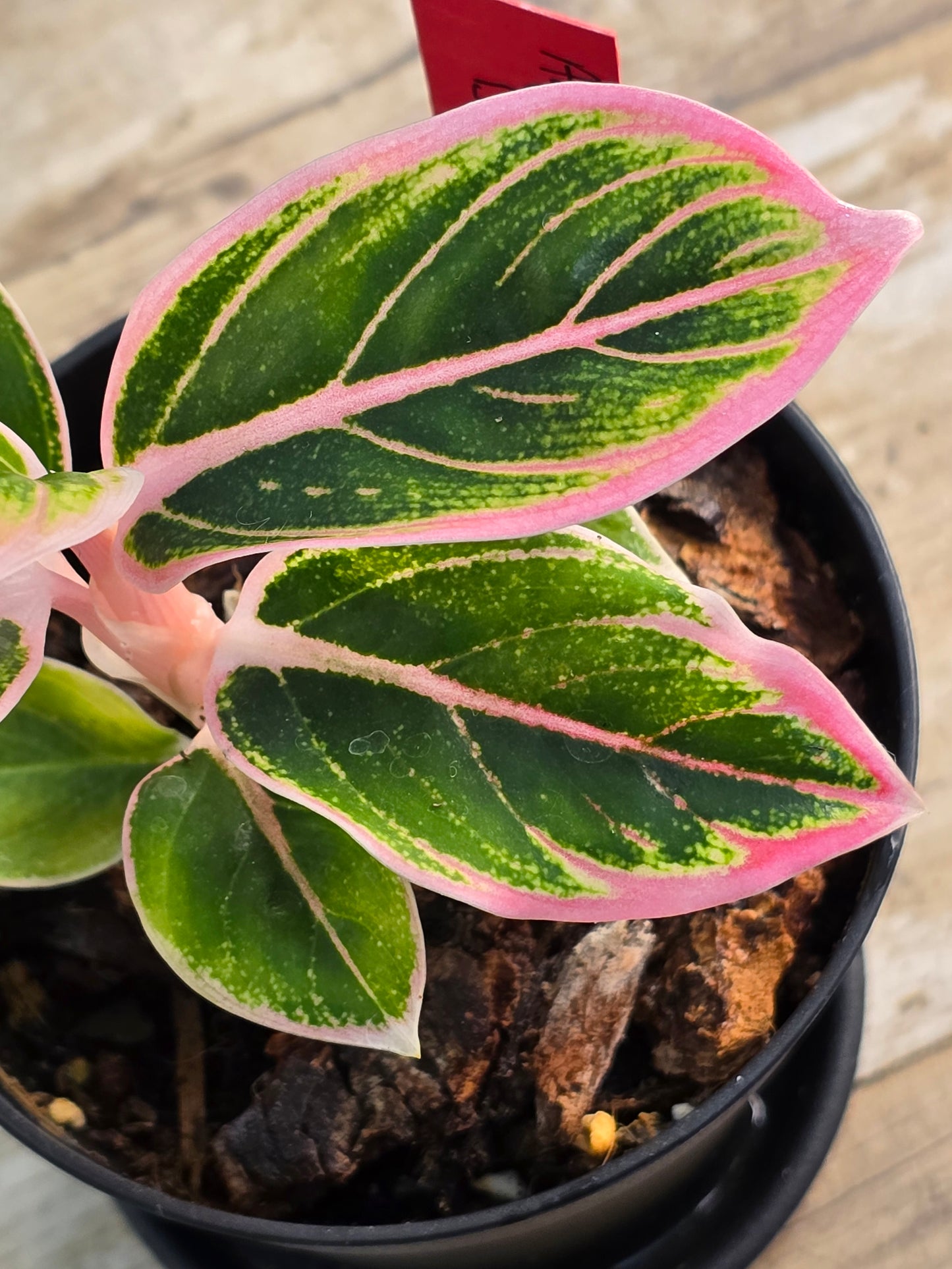 Aglaonema Lotus Delight #216