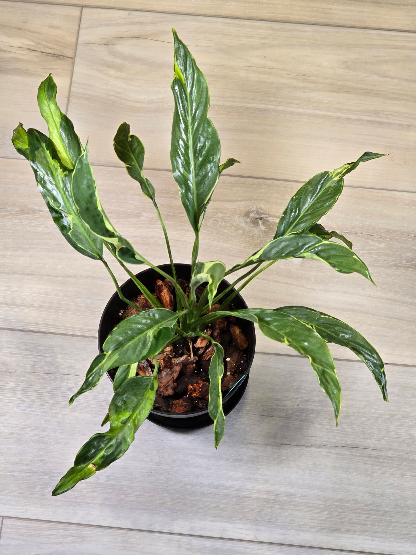 Spathiphyllum Variegated Mutant Tricolor #170