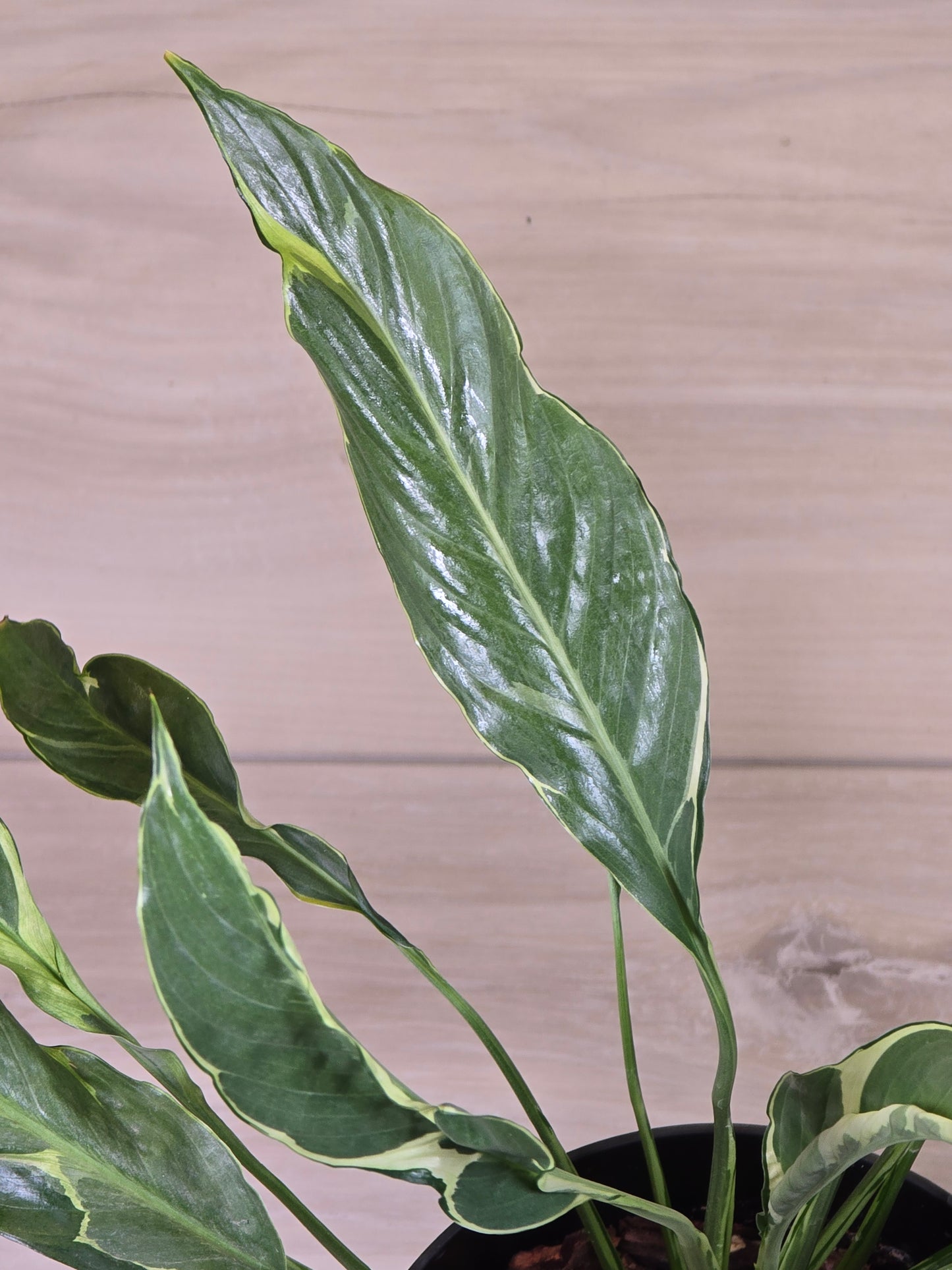 Spathiphyllum Variegated Mutant Tricolor #170