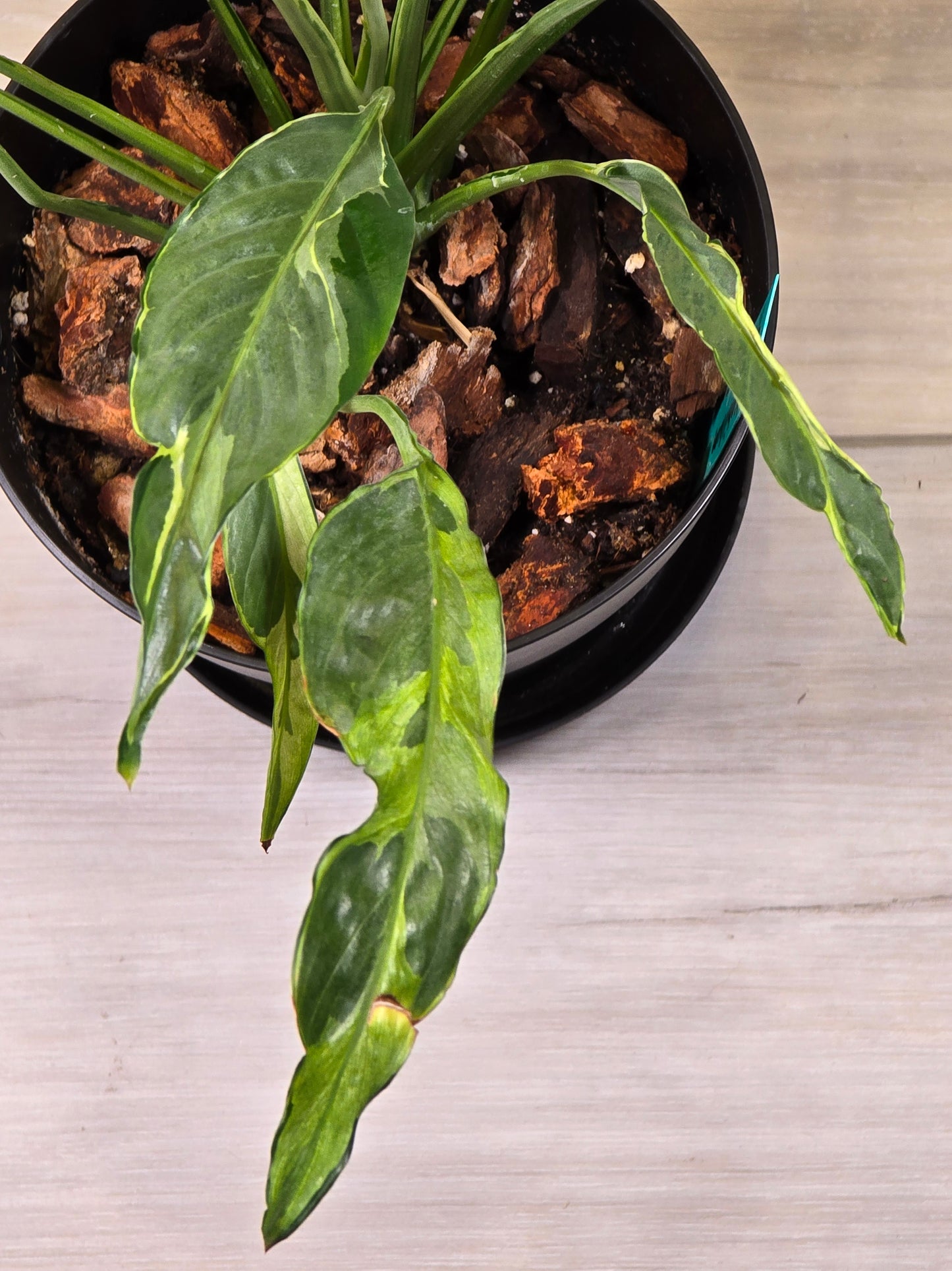 Spathiphyllum Variegated Mutant Tricolor #170