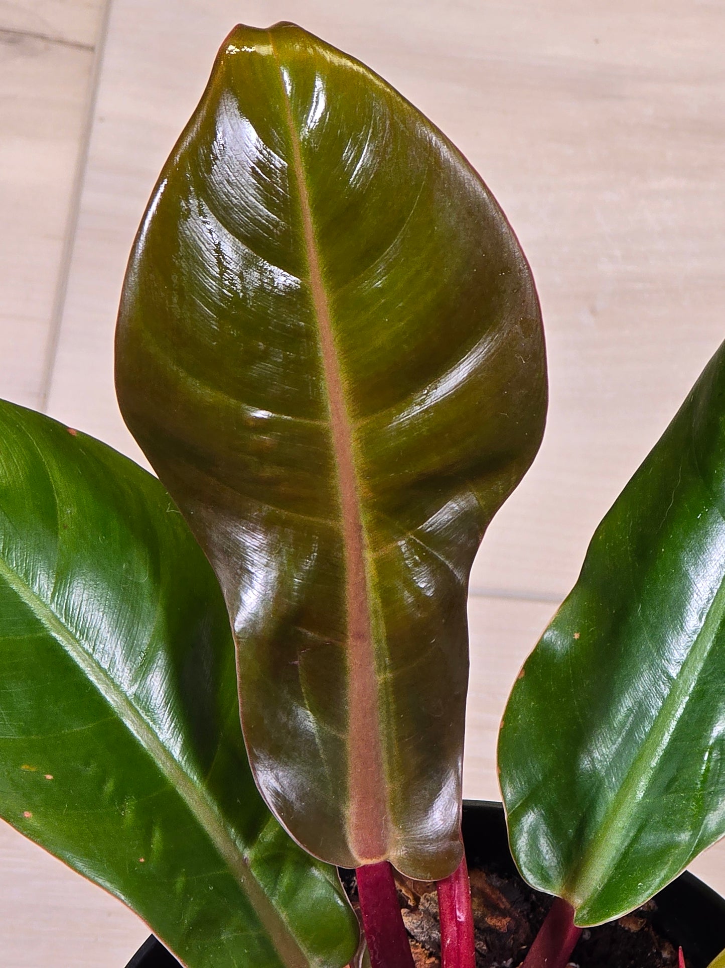 Philodendron Prince of Orange