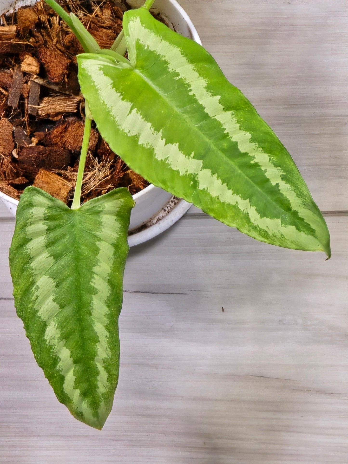 Schismatoglottis Wallichii Variegated