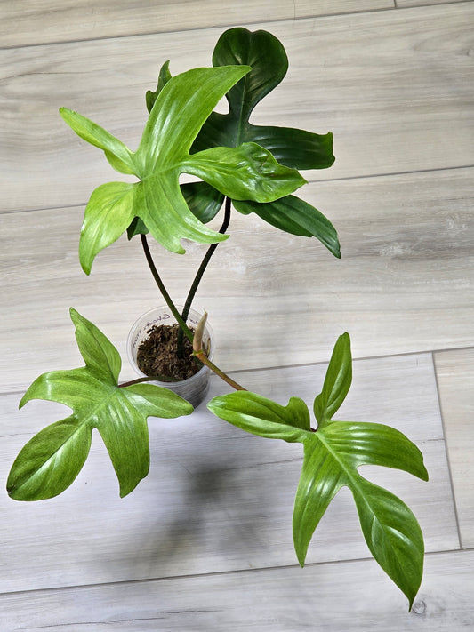 Philodendron Florida Ghost - B