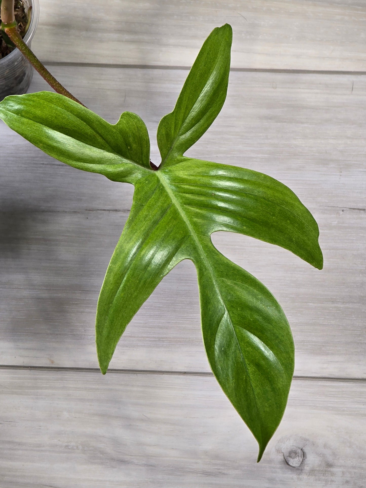 Philodendron Florida Ghost - B