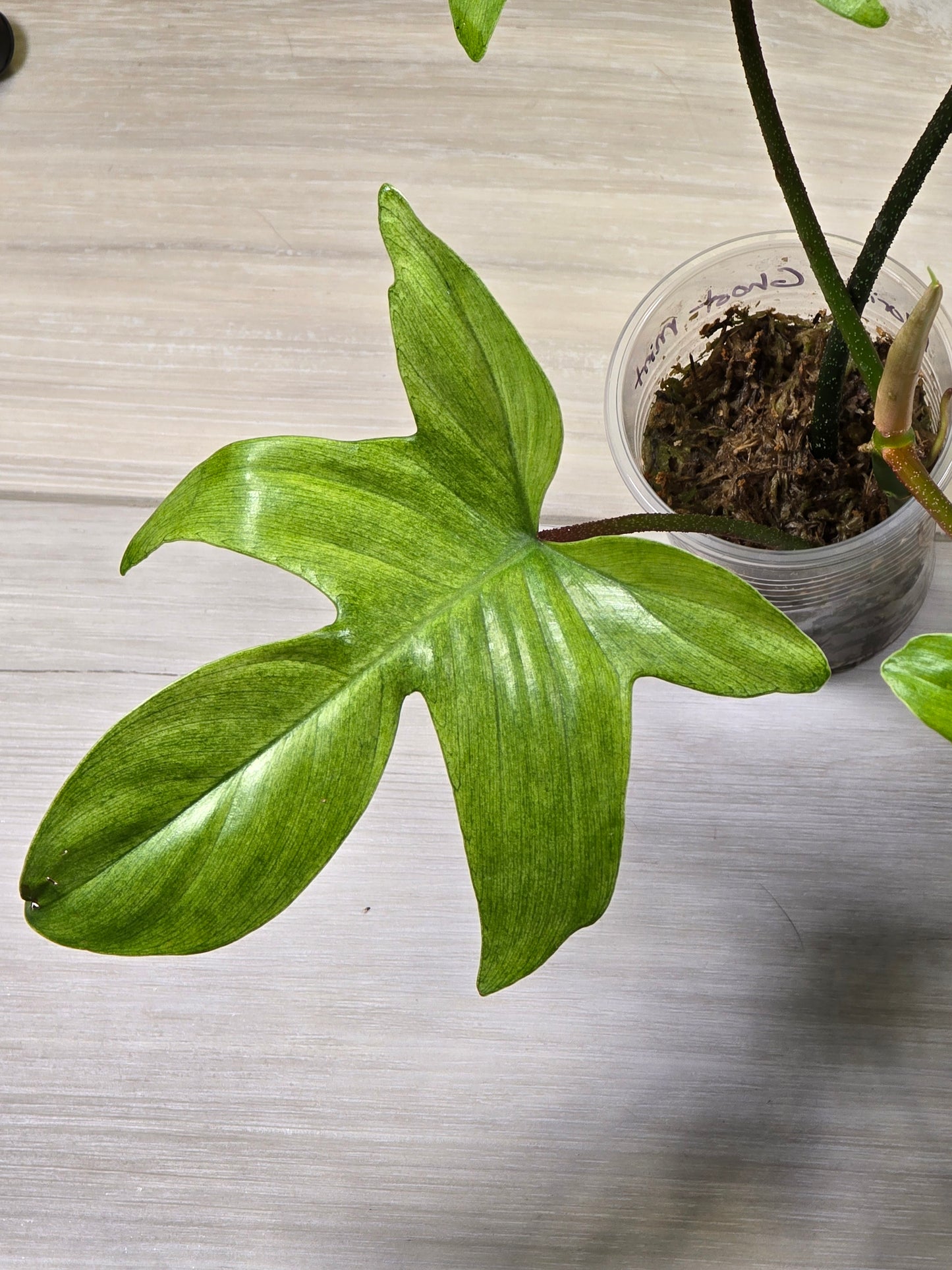 Philodendron Florida Ghost - B