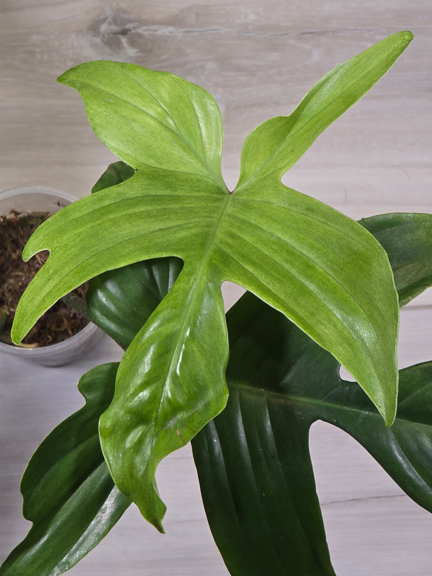 Philodendron Florida Ghost - B