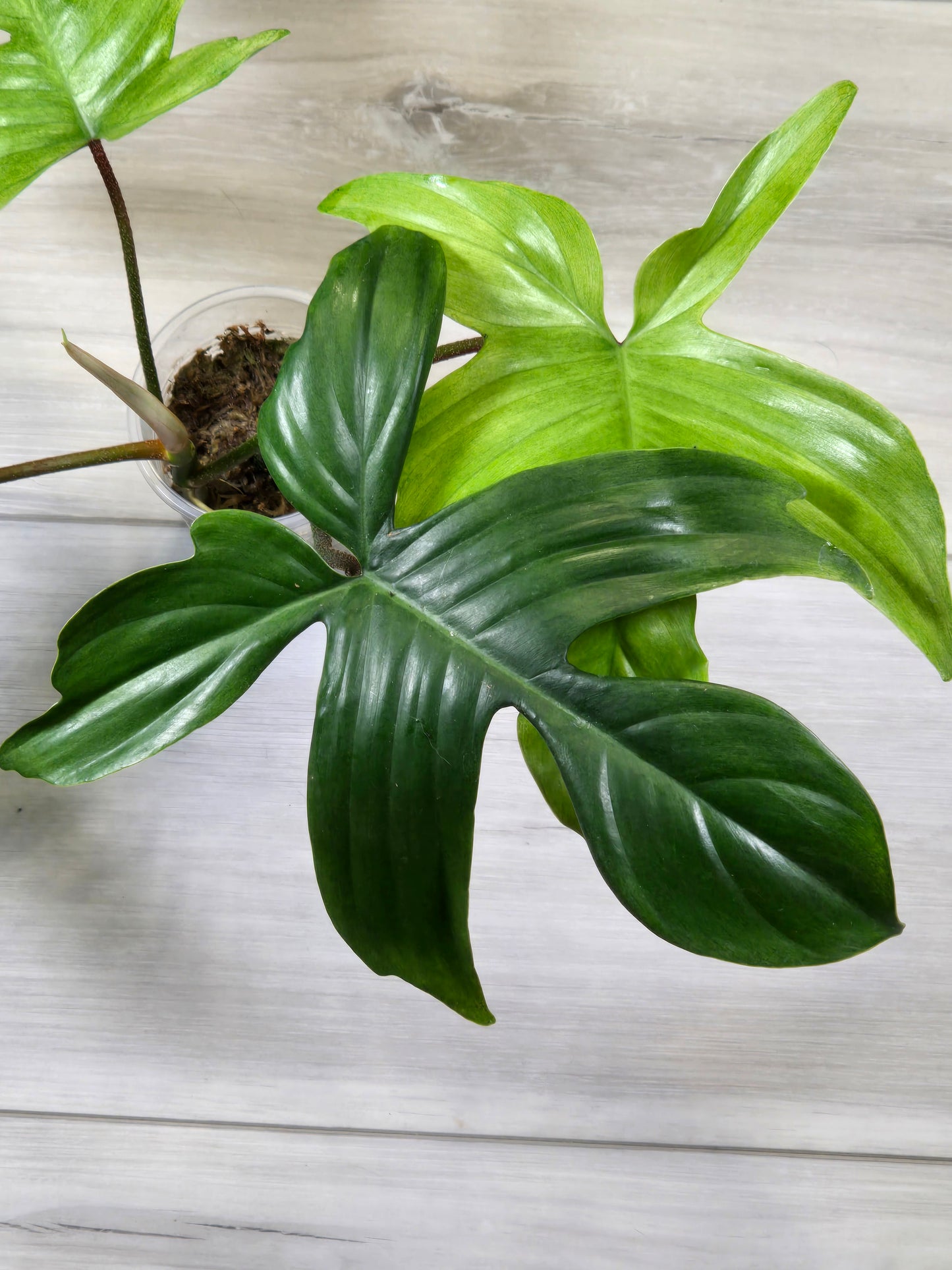 Philodendron Florida Ghost - B