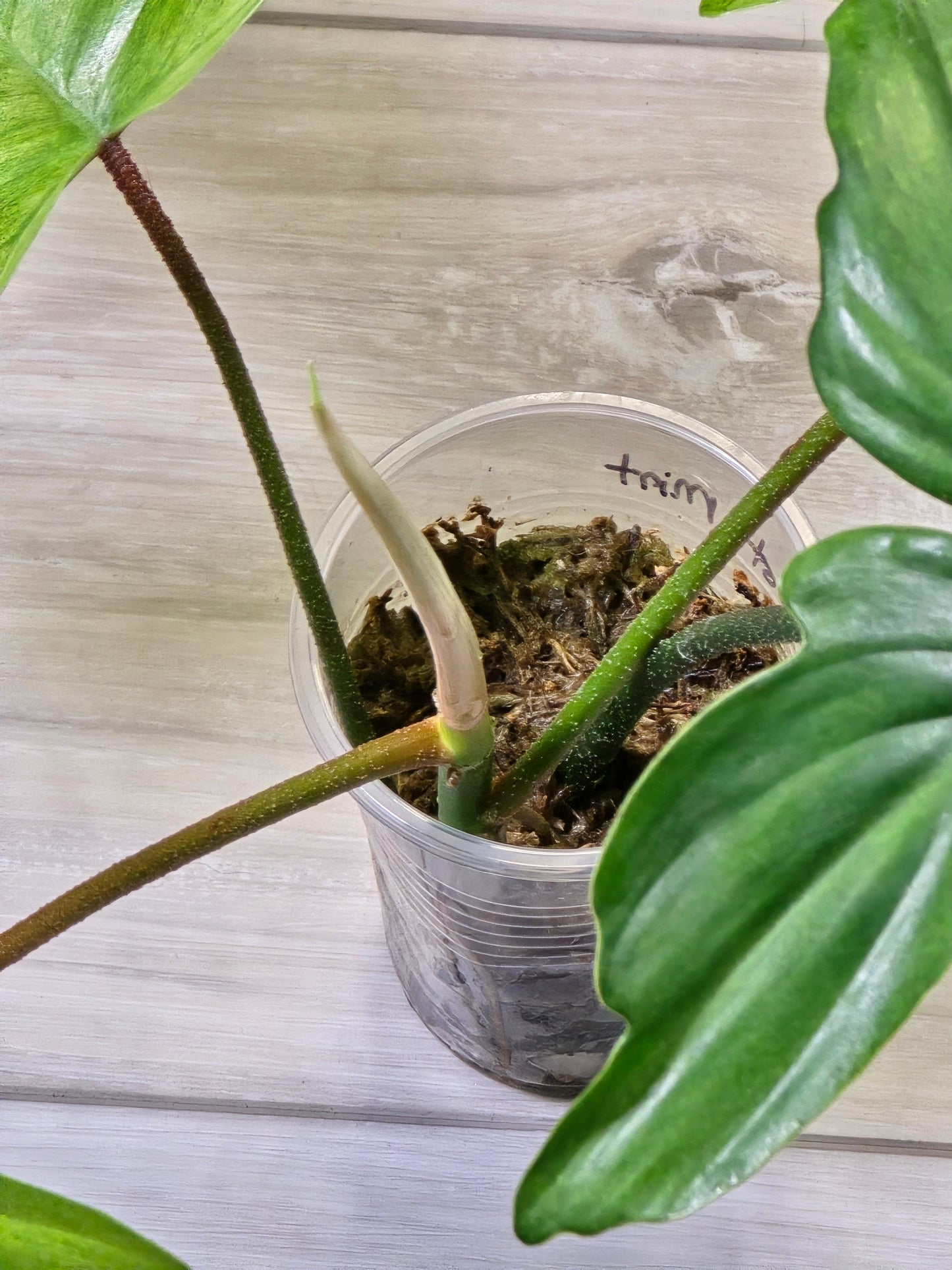 Philodendron Florida Ghost - B