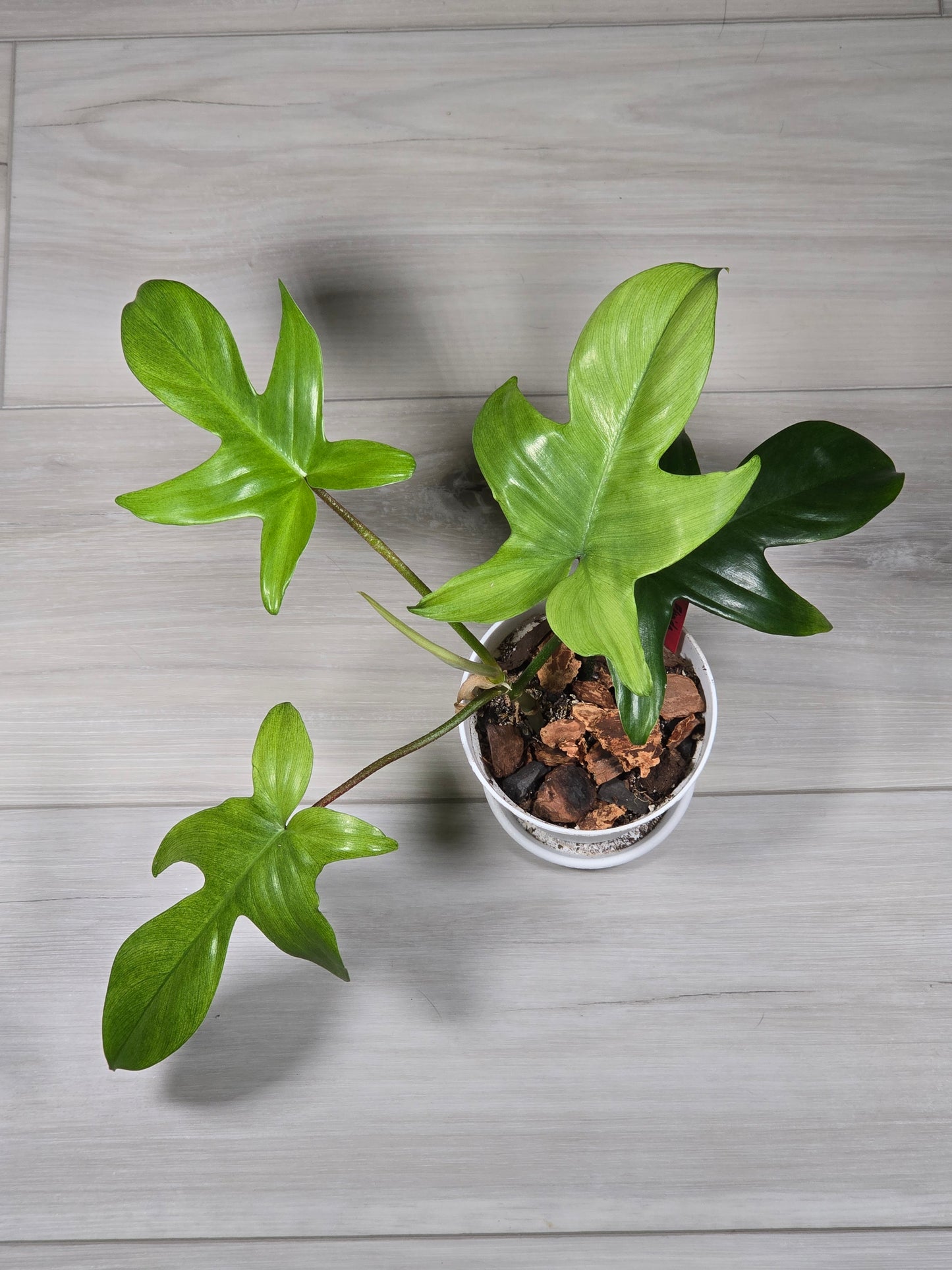 Philodendron Florida Ghost Mint # 7