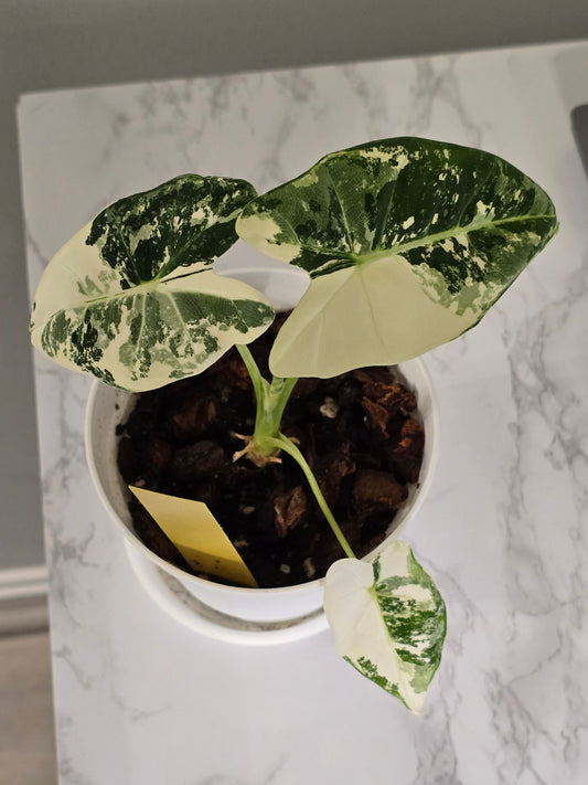 Alocasia Frydek Variegated #356