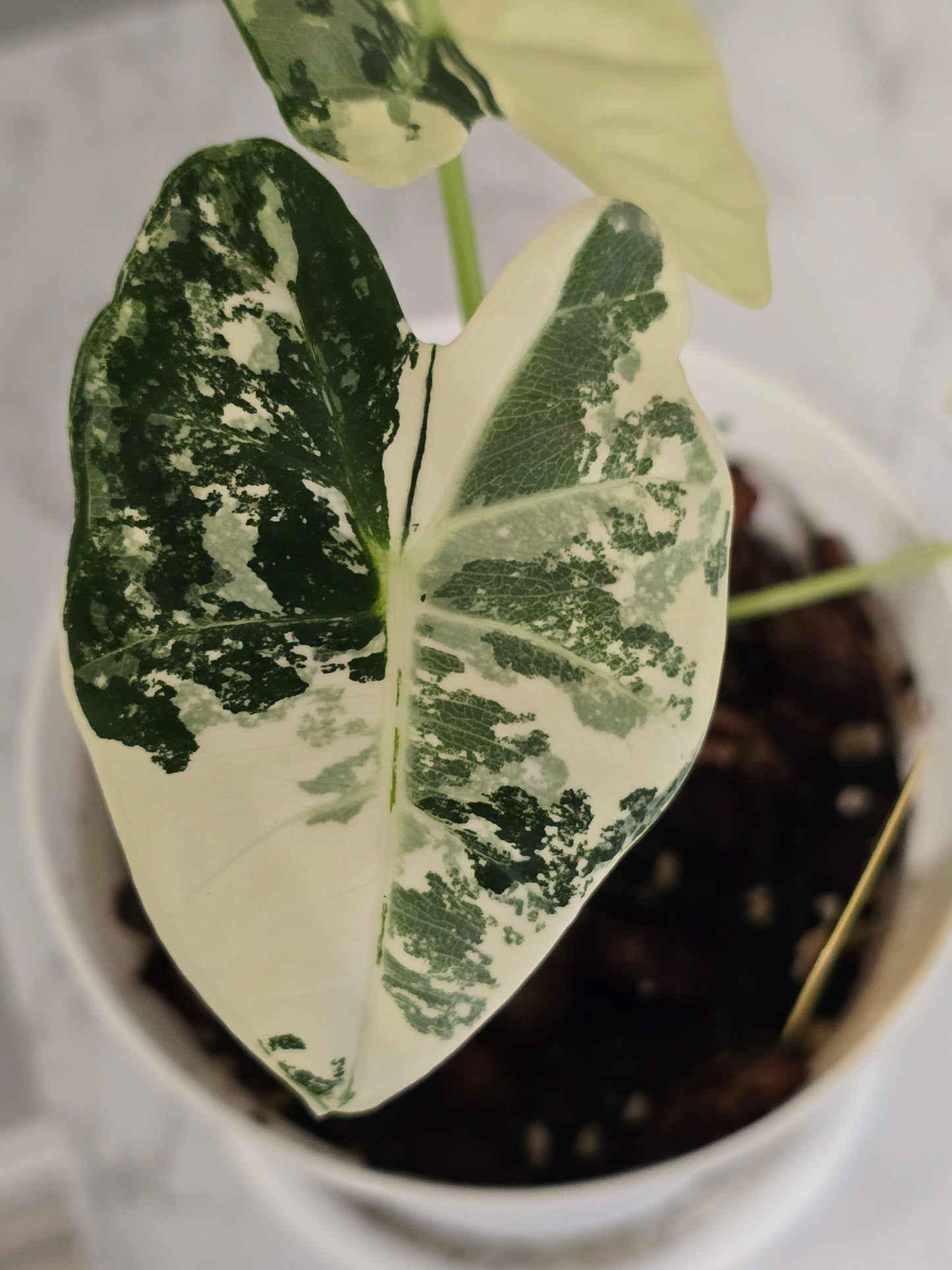 Alocasia Frydek Variegated #356