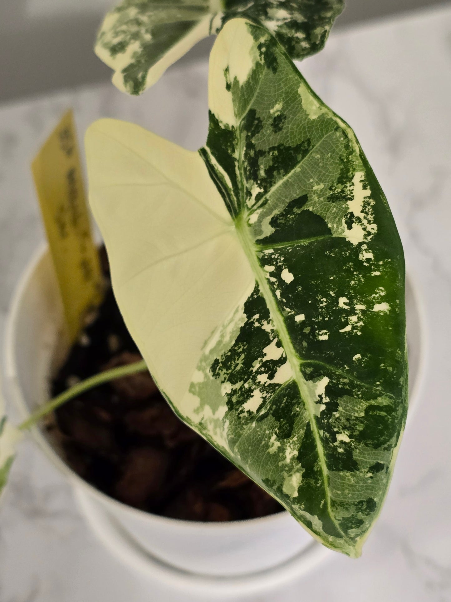 Alocasia Frydek Variegated #356