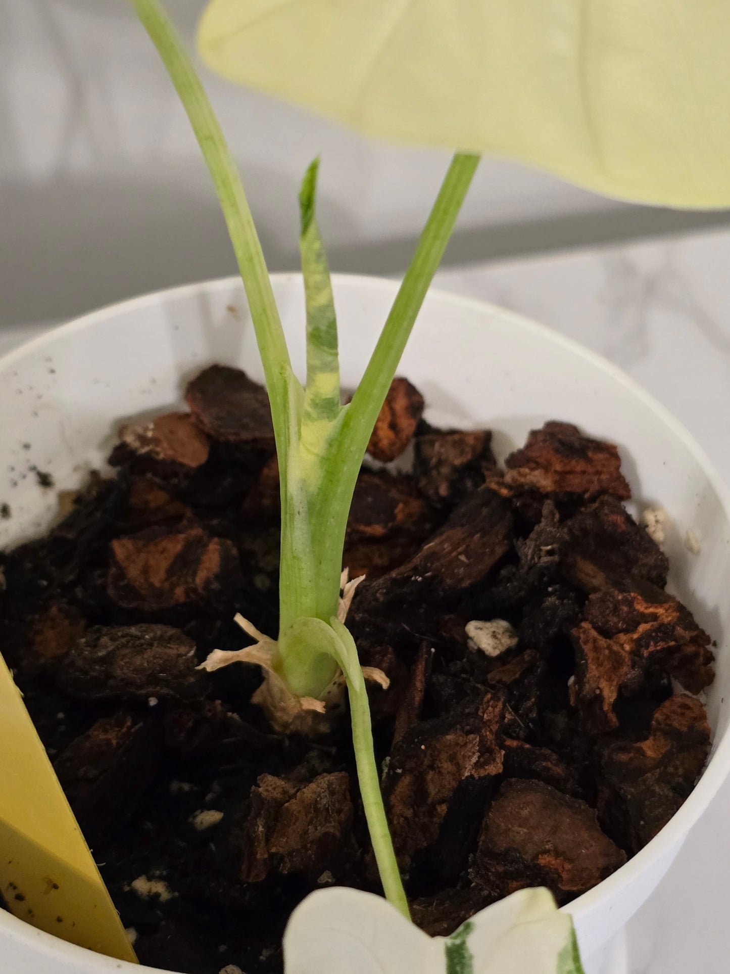 Alocasia Frydek Variegated #356