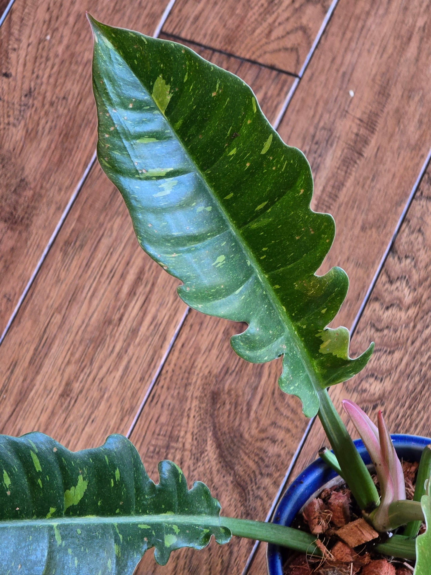 Philodendron Ring of Fire