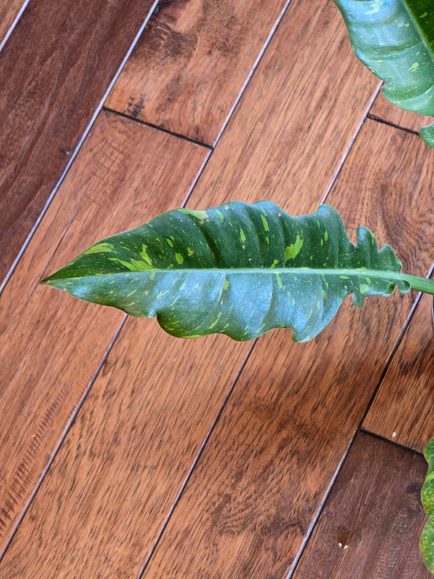 Philodendron Ring of Fire