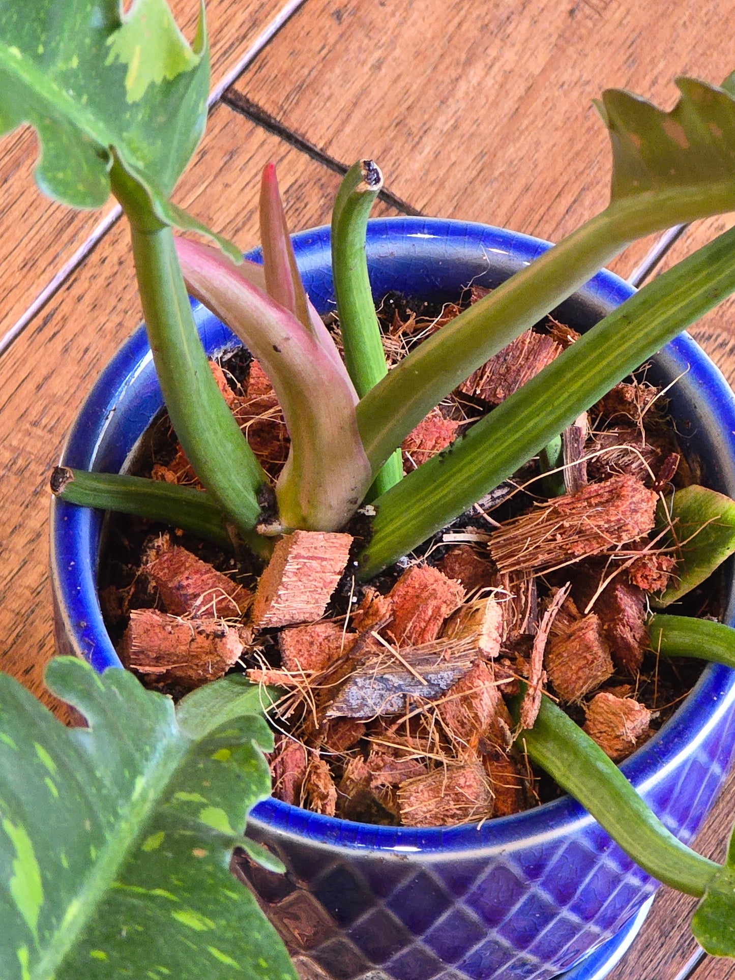 Philodendron Ring of Fire