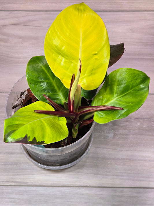 Philodendron Red Moon #26