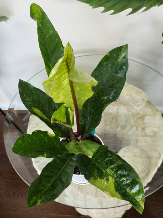 Anthurium Hookeri Variegated