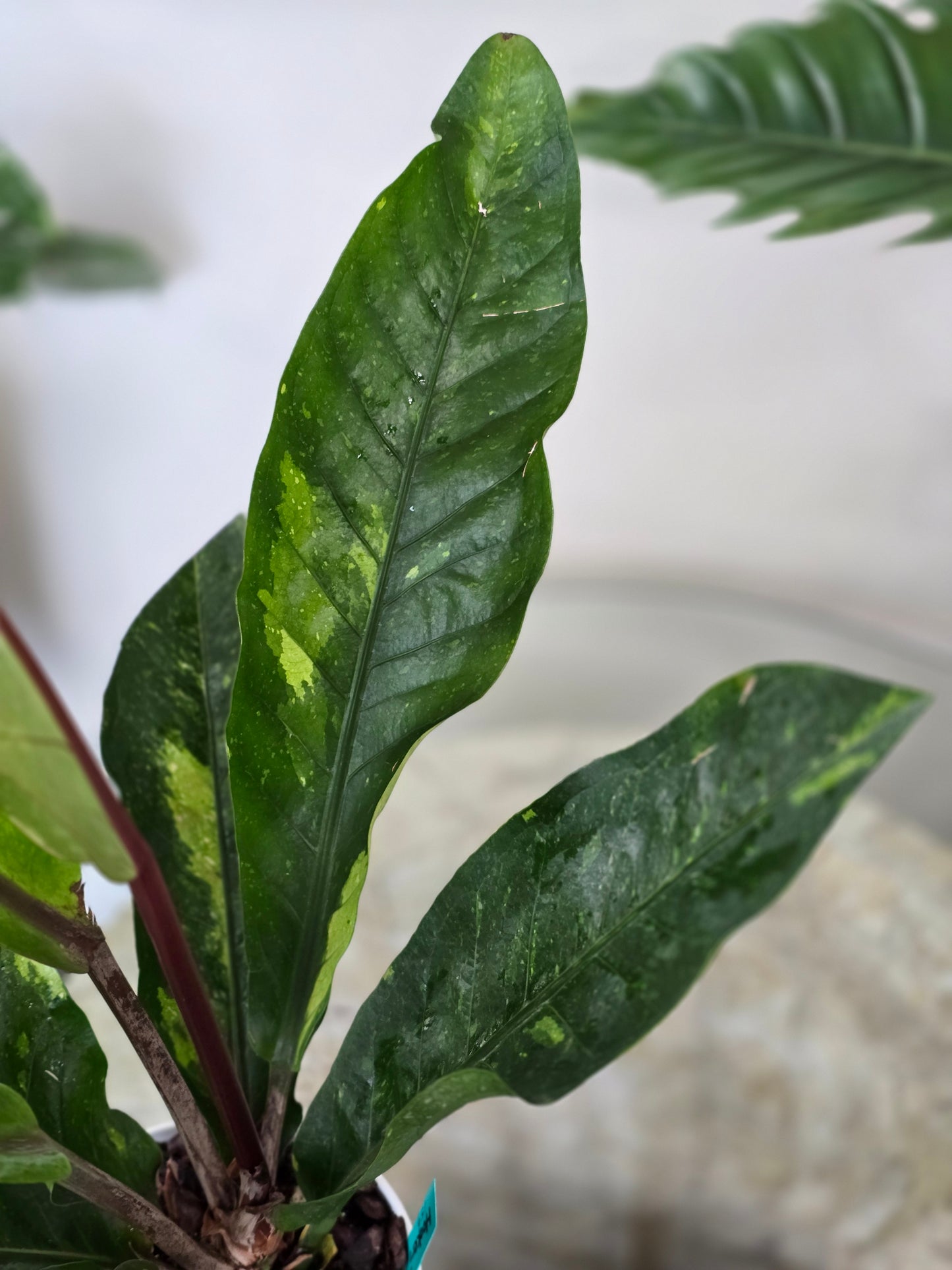 Anthurium Hookeri Variegated