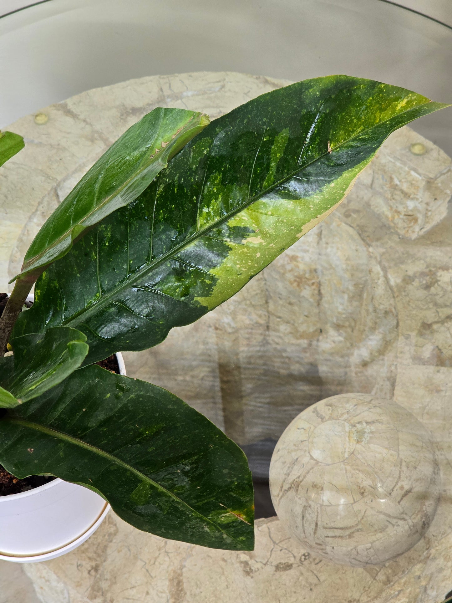 Anthurium Hookeri Variegated