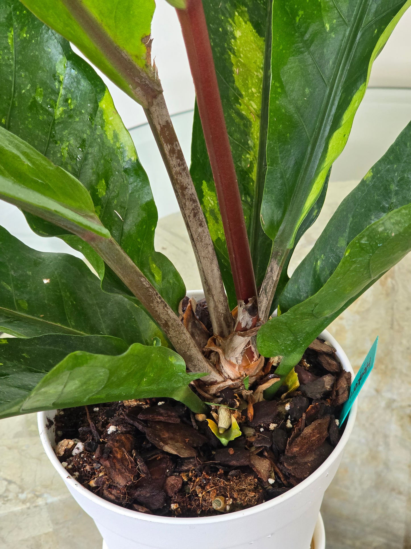 Anthurium Hookeri Variegated