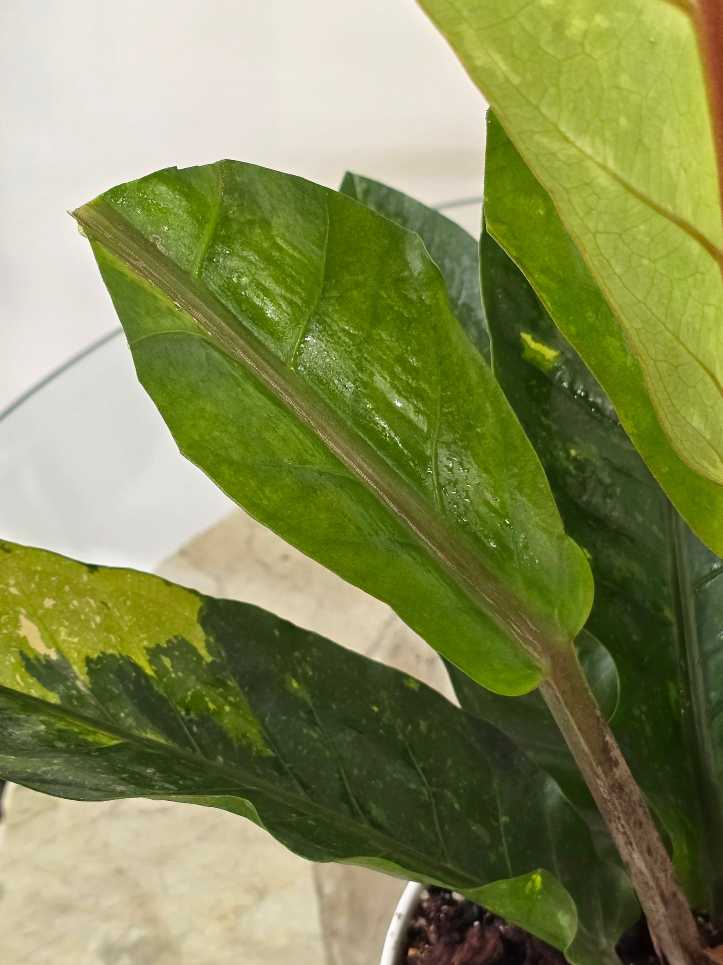 Anthurium Hookeri Variegated