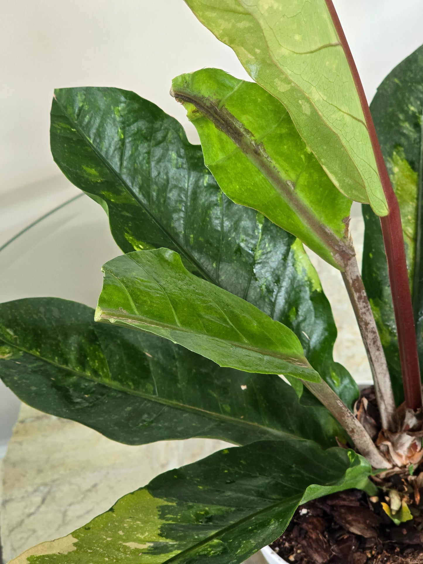 Anthurium Hookeri Variegated