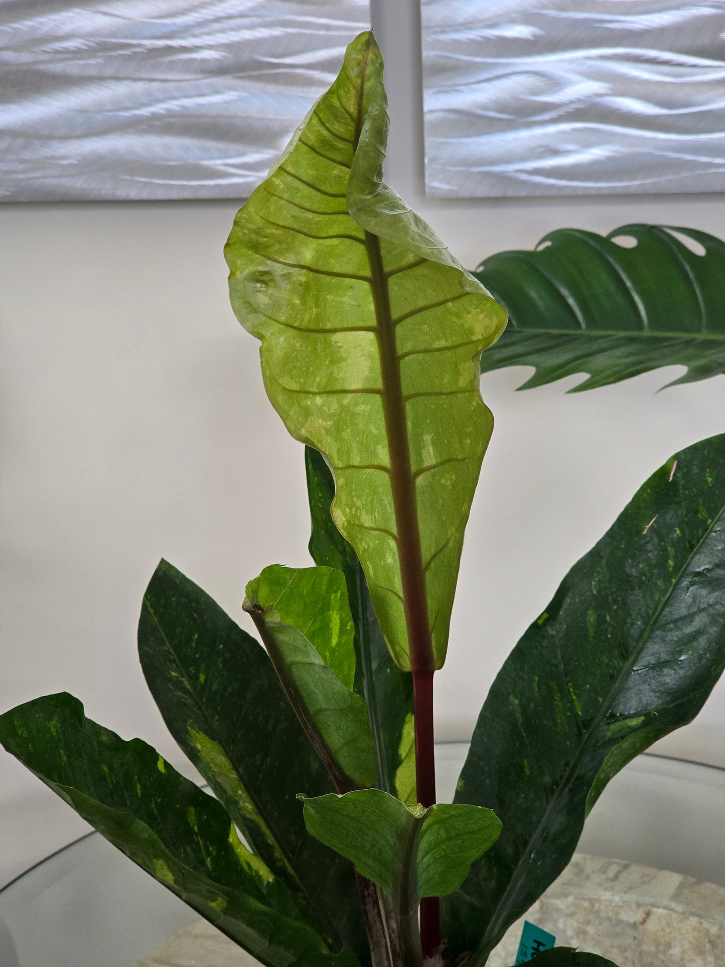 Anthurium Hookeri Variegated