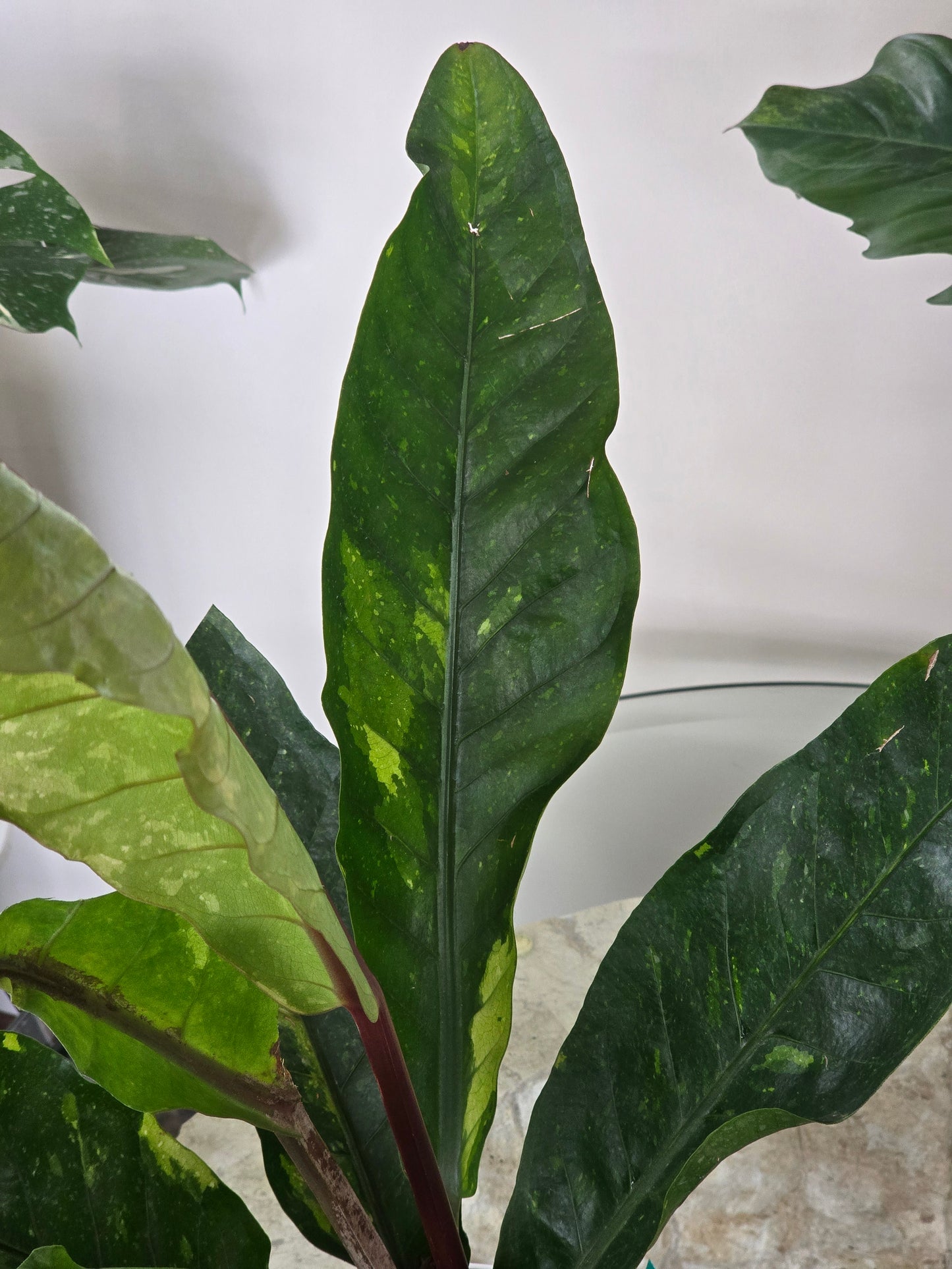 Anthurium Hookeri Variegated