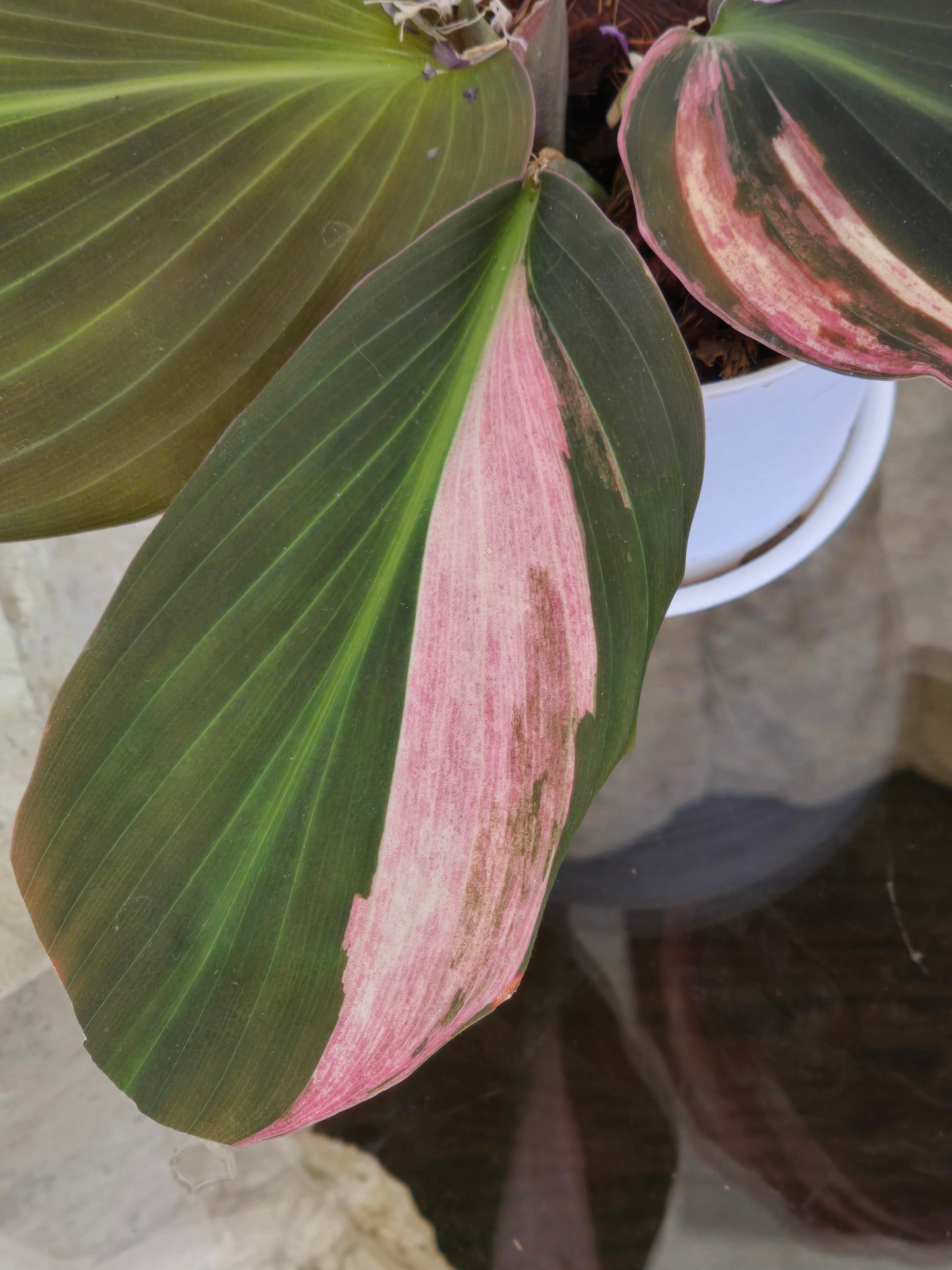 Kaempferia Pink Variegated #340