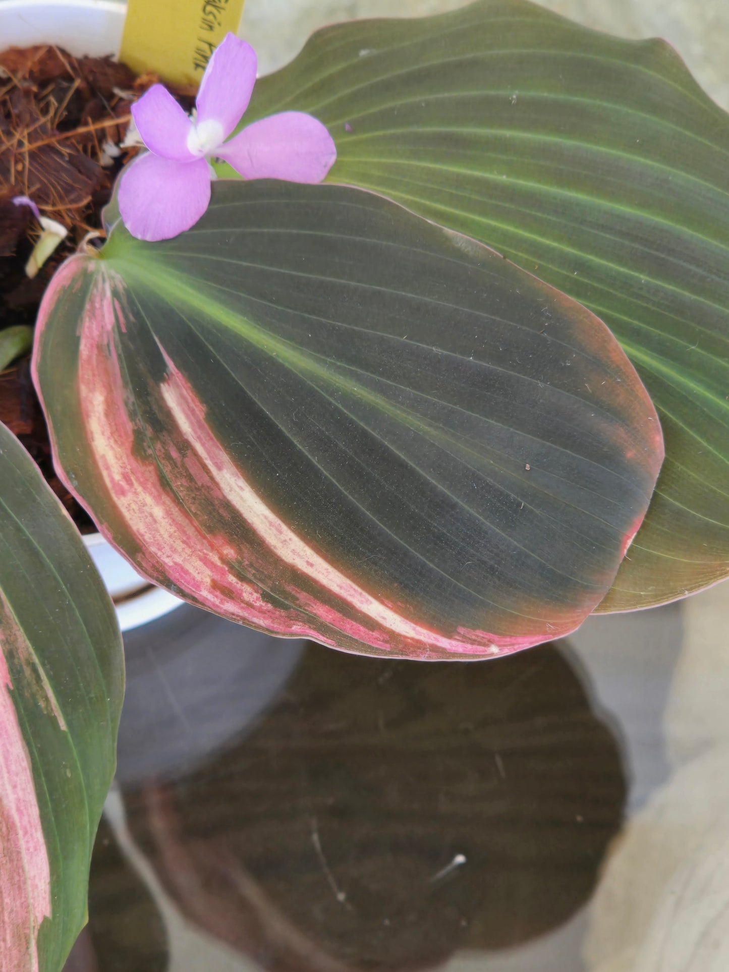 Kaempferia Pink Variegated #340