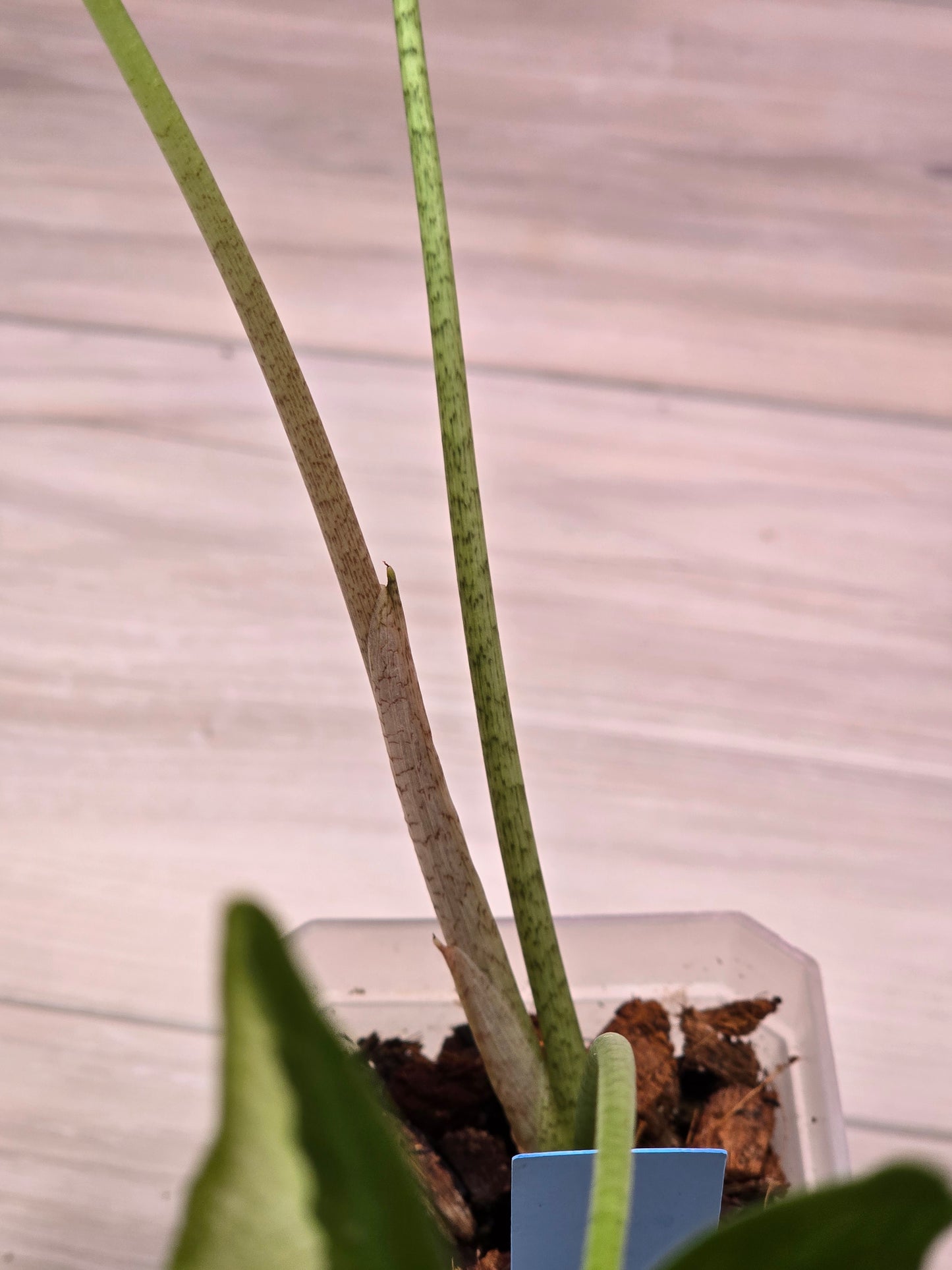 Alocasia Longiloba Albo #383