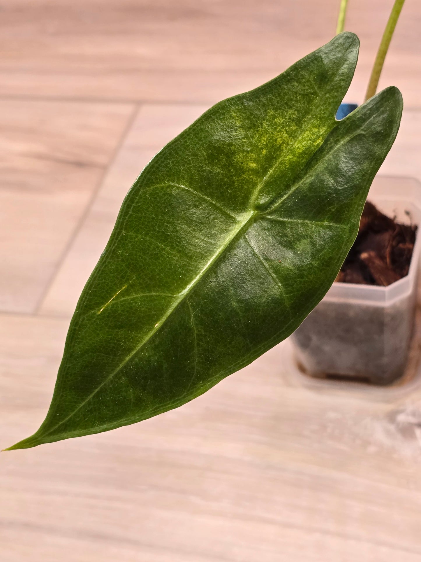 Alocasia Longiloba Albo #383