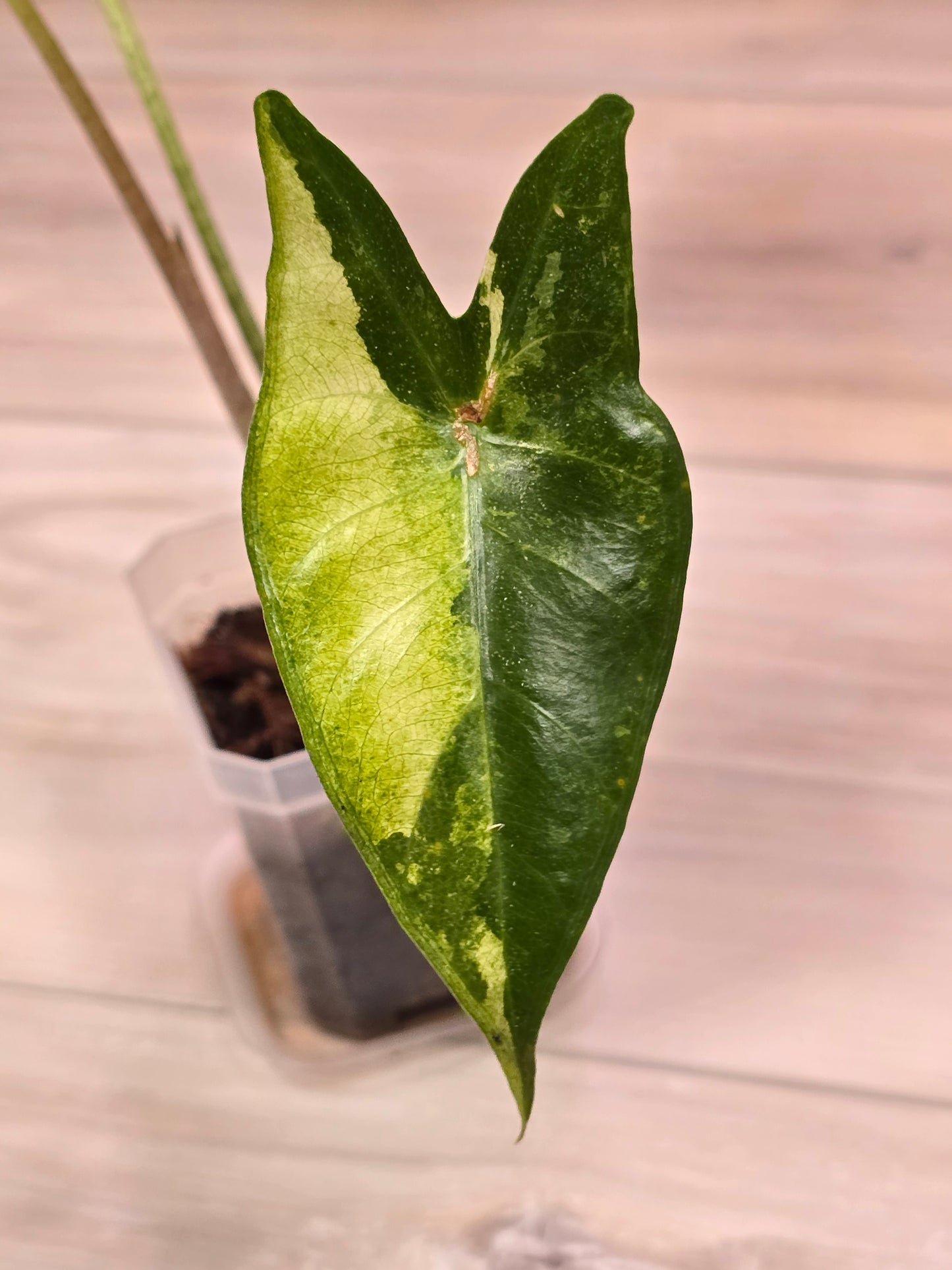 Alocasia Longiloba Albo #383