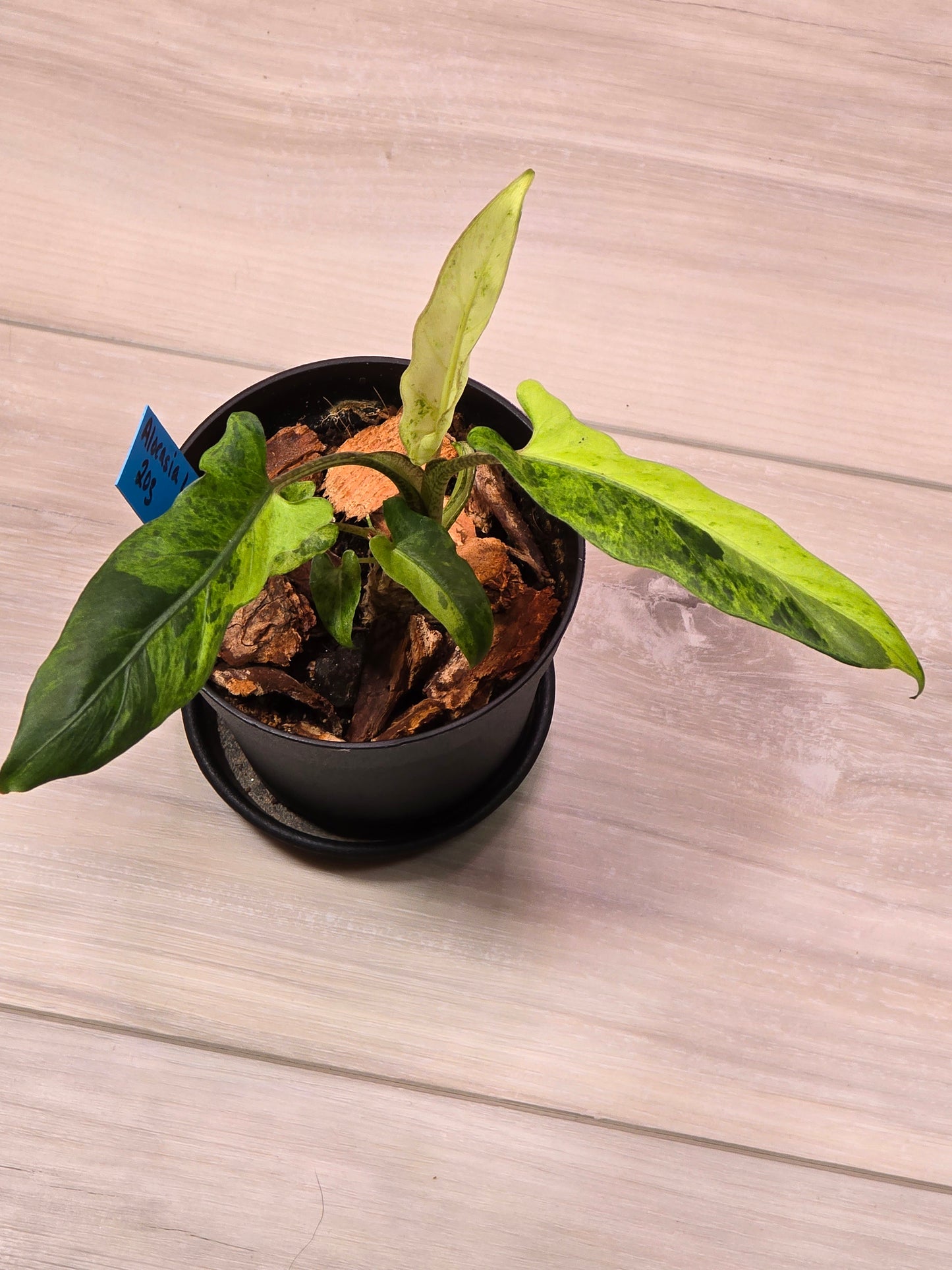 Alocasia Lauterbachiana Variegated #203