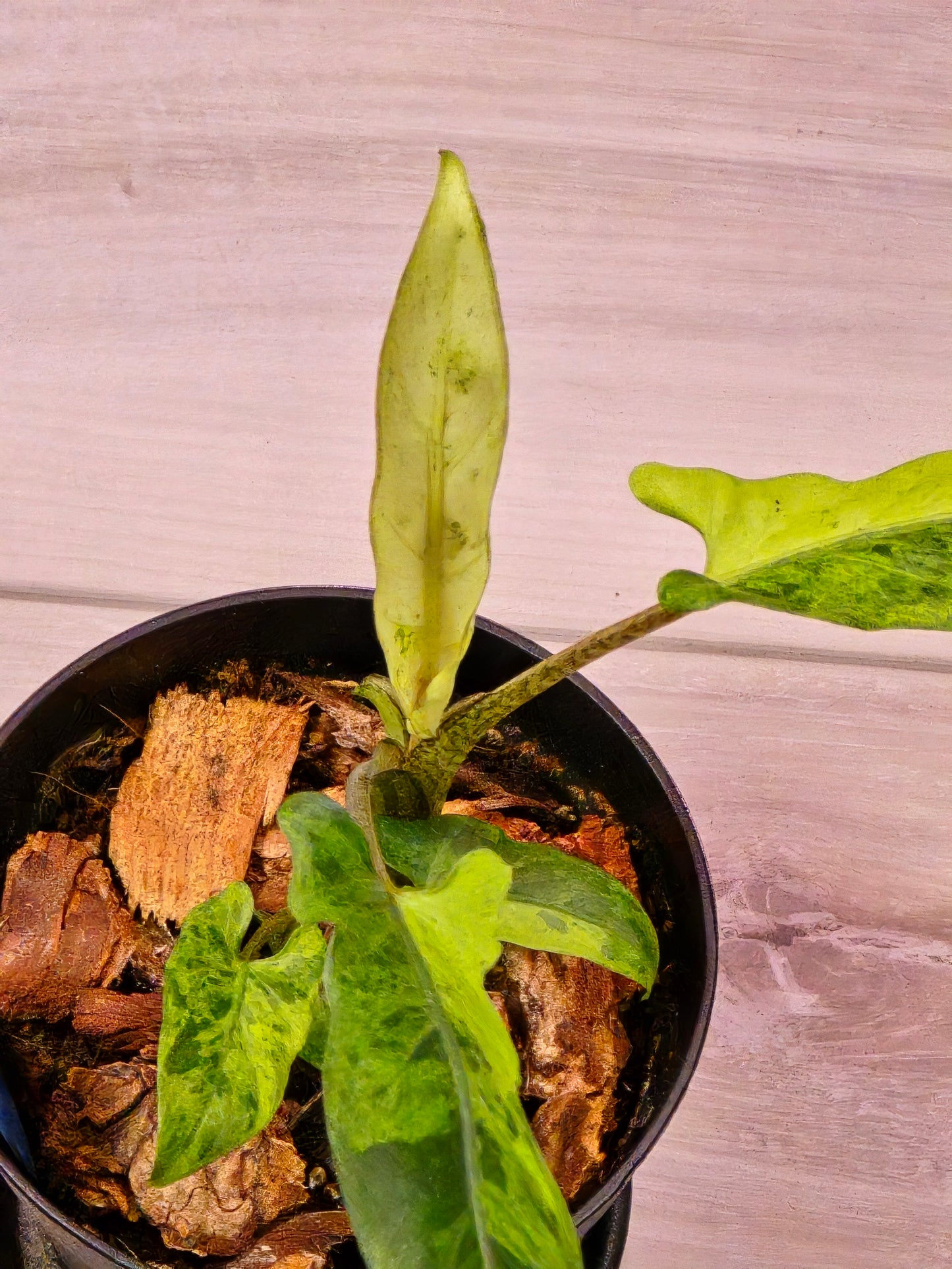 Alocasia Lauterbachiana Variegated #203