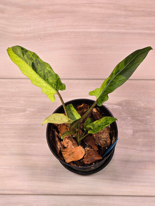 Alocasia Lauterbachiana Variegated #203