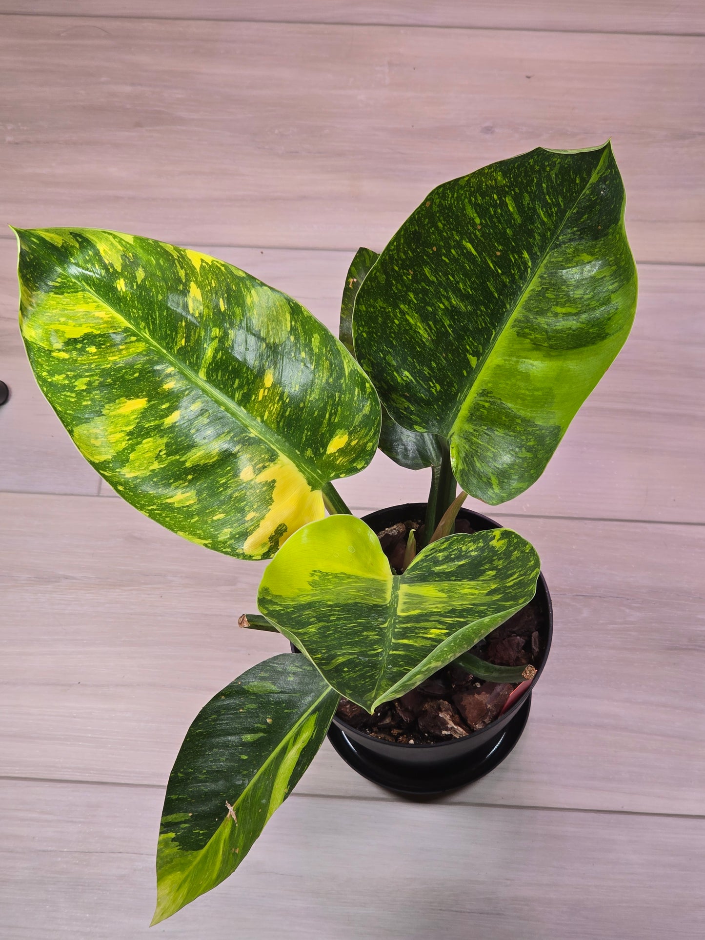 Philodendron Green Congo Nuclear #276