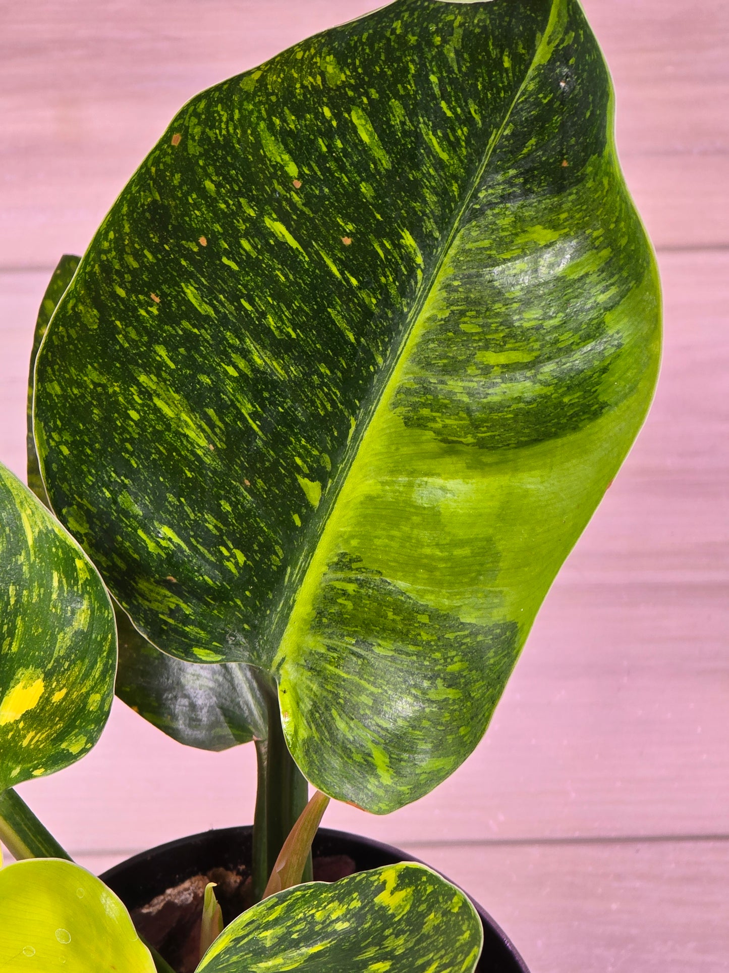 Philodendron Green Congo Nuclear #276