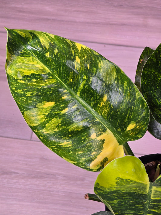 Philodendron Green Congo Nuclear #276